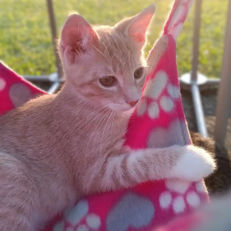 Maverick thumbnail 3