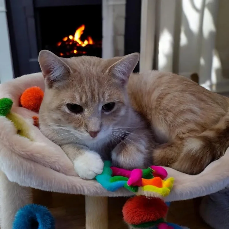 Maverick thumbnail 4