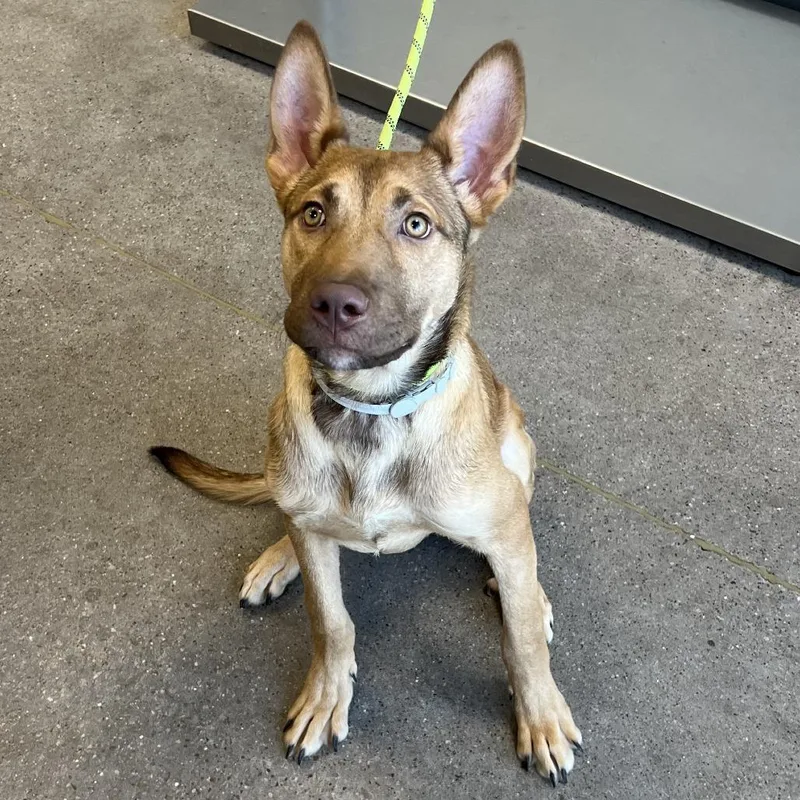 A young medium-sized male Brown / Chocolate Mixed Breed dog named Drake for adoption in Las Cruces, NM