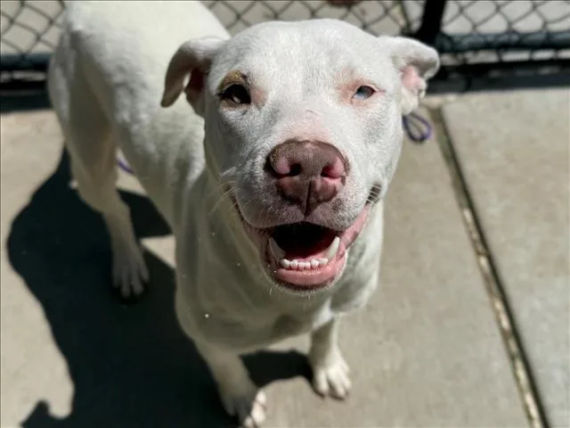 A young medium-sized female Pit Bull Terrier dog named Wendy for adoption in Tulsa, OK