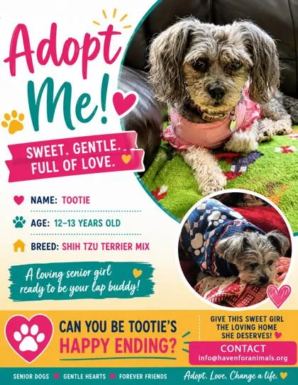 An adult small-sized female Terrier dog named Tootie for adoption in Fairhope, AL