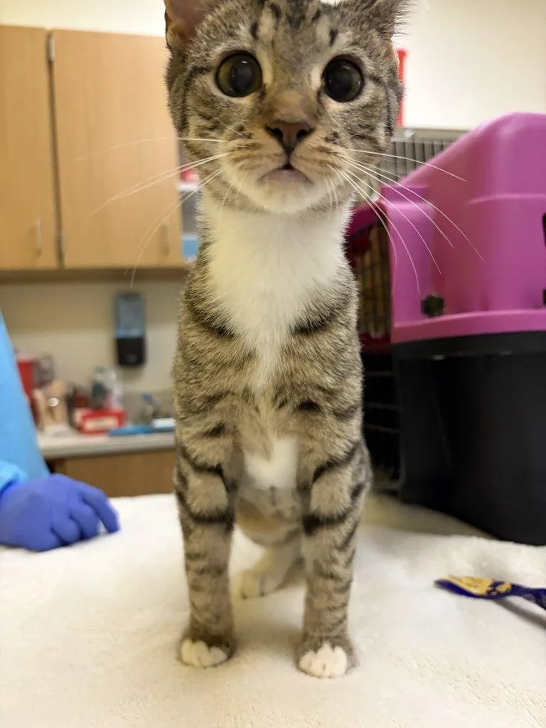 A baby small-sized female Tabby (Brown / Chocolate) Domestic Short Hair cat named Pretzel for adoption in Raleigh, NC