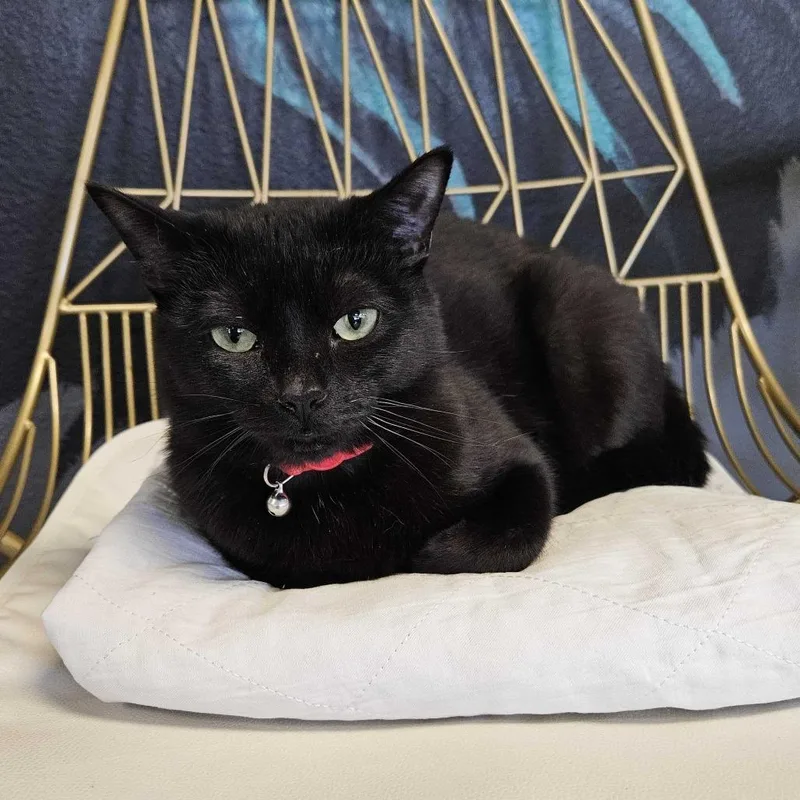 An adult medium-sized female Black Domestic Short Hair cat named Silverton for adoption in Las Vegas, NV