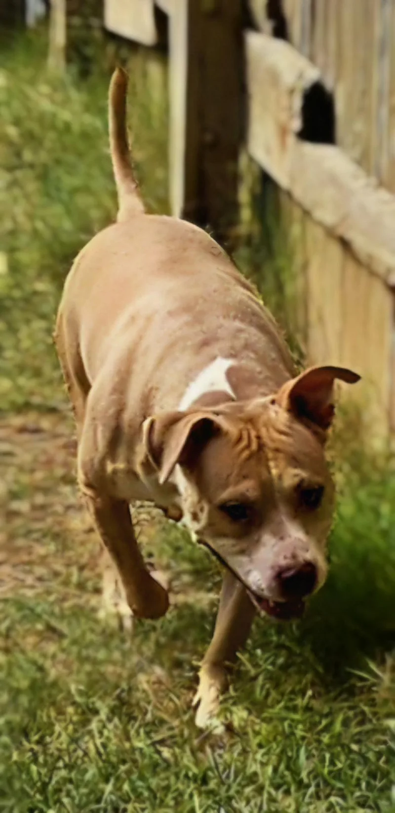 A young large-sized male Pit Bull Terrier dog named Prince for adoption in Jackson, MS