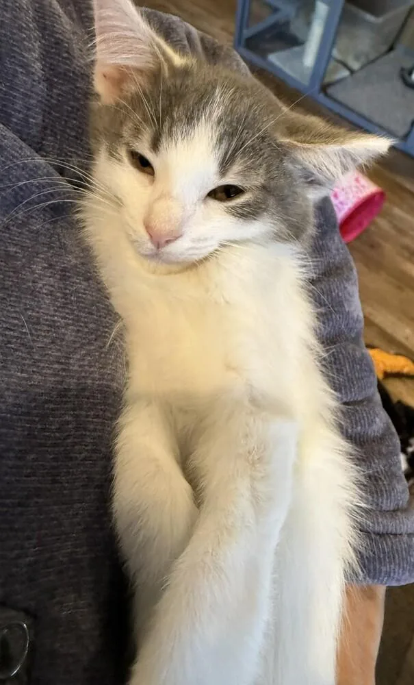 A baby small-sized male Gray & White Domestic Short Hair cat named Teddy for adoption in Chattanooga, TN