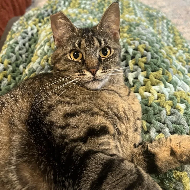 An adult medium-sized female Torbie Domestic Short Hair cat named Chirp for adoption in Point Richmond, CA