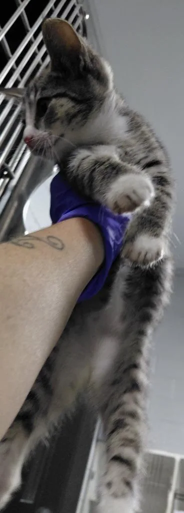 A baby small-sized female Domestic Short Hair cat named Leah for adoption in Henderson, NC