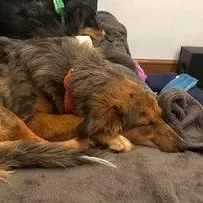 A young medium-sized female Merle (Blue) Australian Shepherd dog named Luuna for adoption in Collegeville, PA