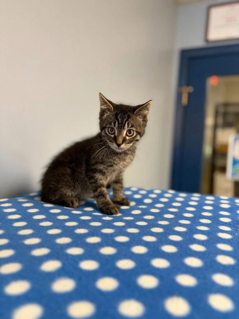 A baby small-sized male Domestic Short Hair cat named Finn for adoption in Lovingston, VA