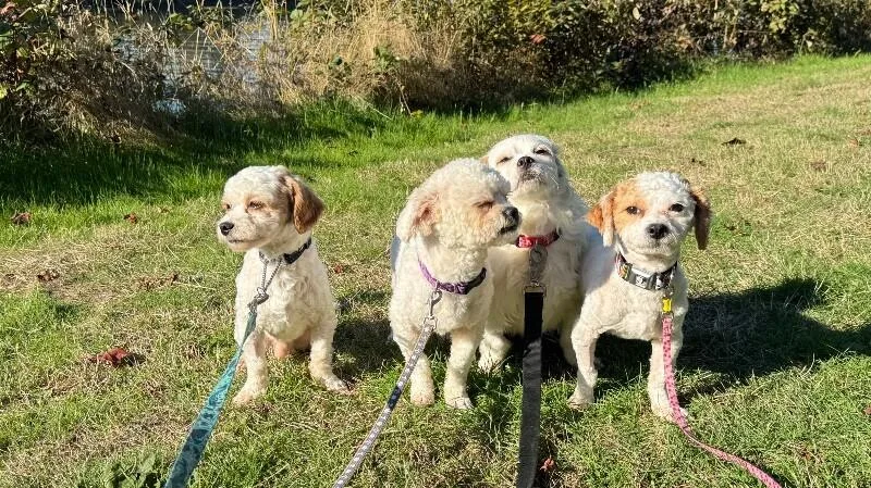 A young small-sized male Bichon Frise dog named Waffle for adoption in Seattle, WA