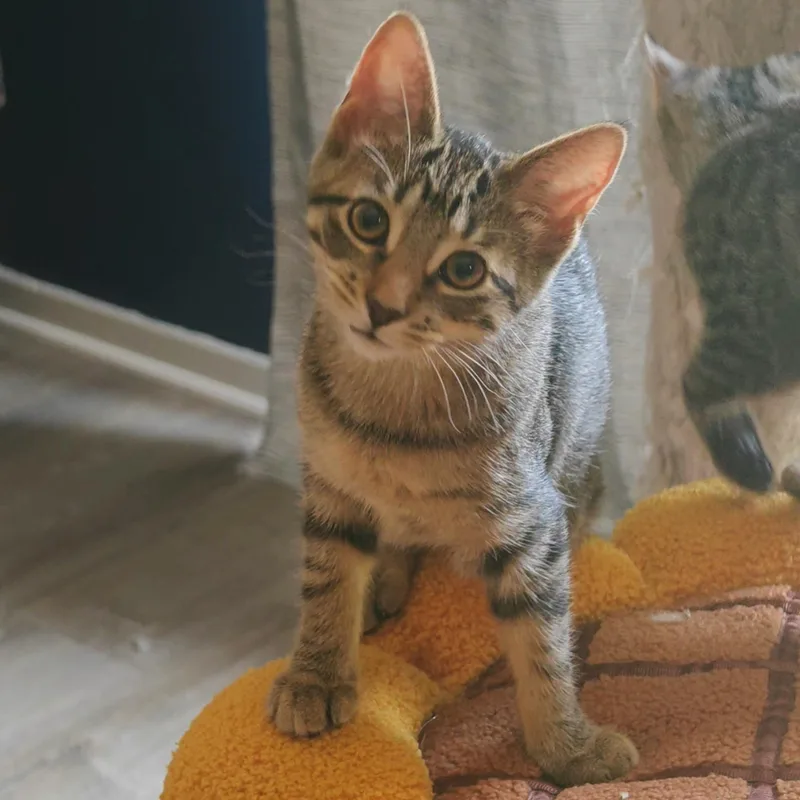 A baby medium-sized female Tabby (Brown / Chocolate) Domestic Short Hair cat named Blossom for adoption in Hudsonville, MI