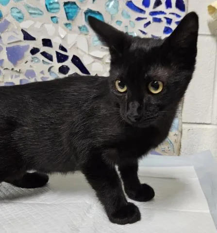 A baby small-sized male Domestic Short Hair cat named Sid for adoption in Pensacola, FL