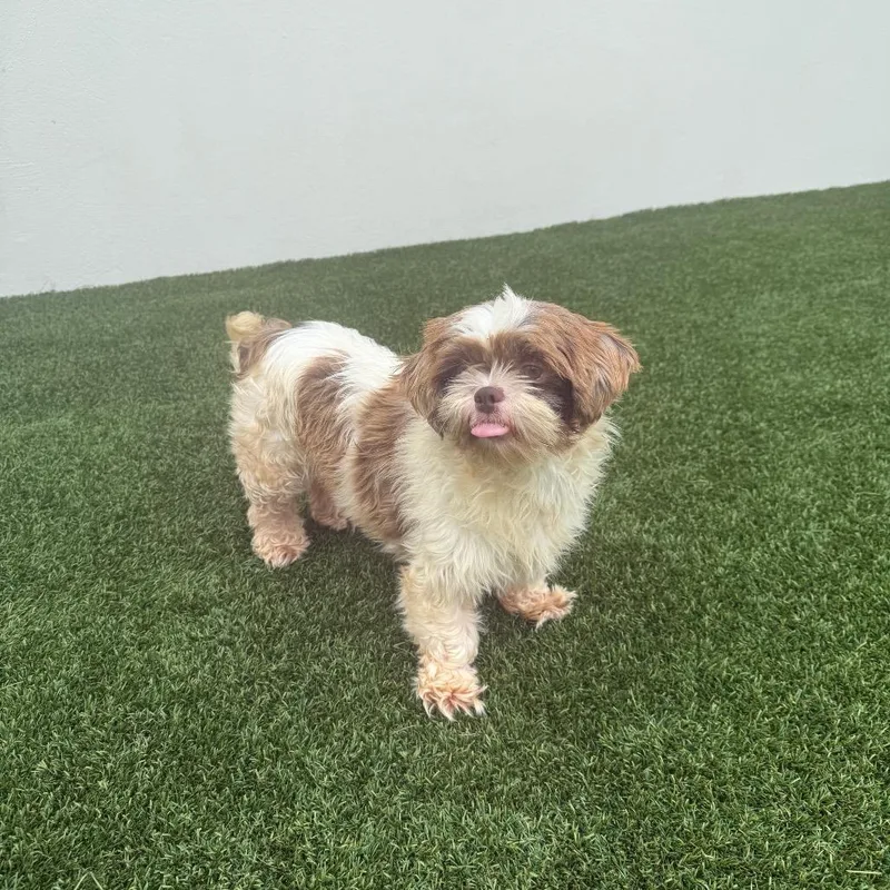 An adult small-sized female White / Cream Shih Tzu dog named Lulu for adoption in LOXAHATCHEE, FL