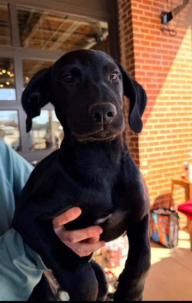 Gemma