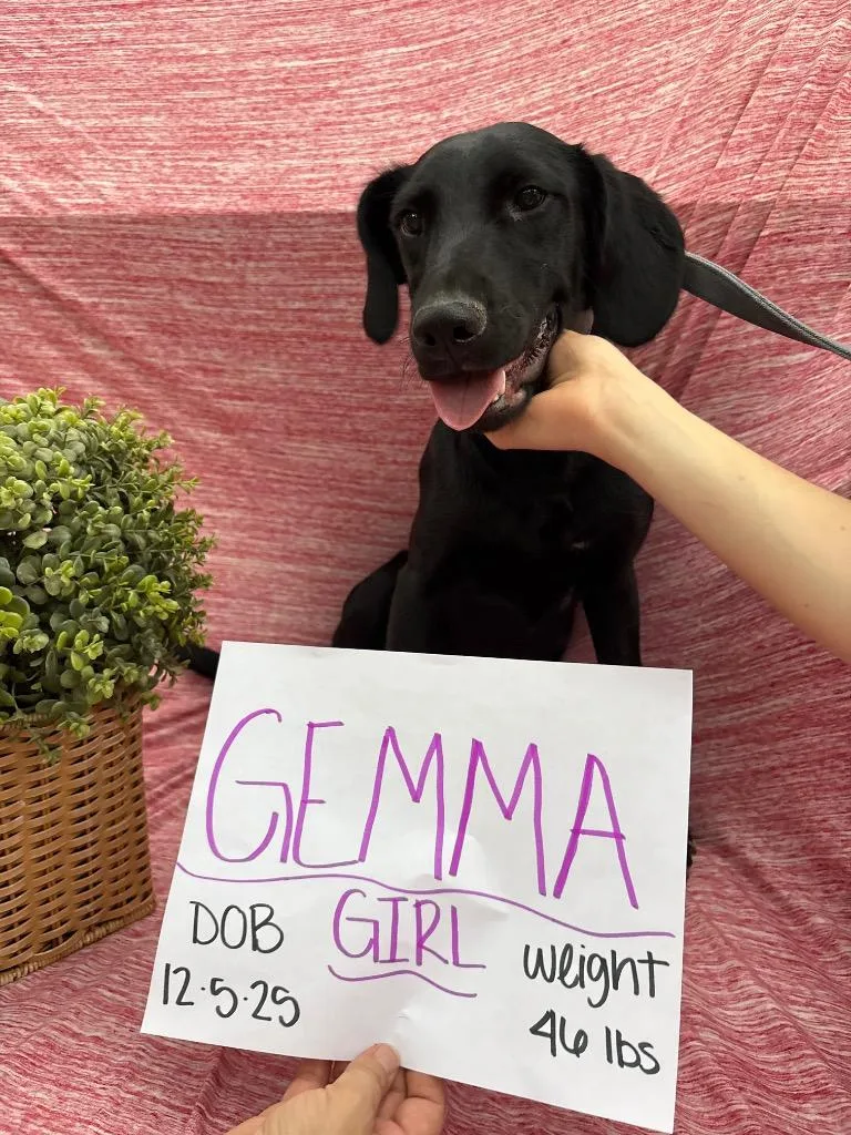 Gemma thumbnail 2