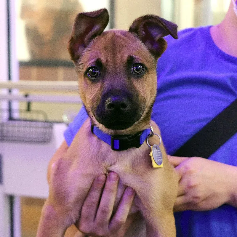 A baby small-sized male Mixed Breed dog named Dillon for adoption in Port Washington, NY