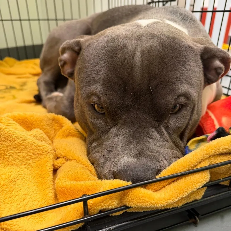 A young medium-sized male Gray / Blue / Silver Pit Bull Terrier dog named Goliath for adoption in Austin, TX