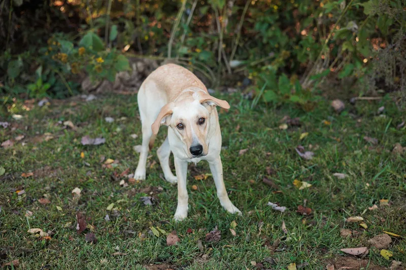 Rowan  Transport thumbnail 4