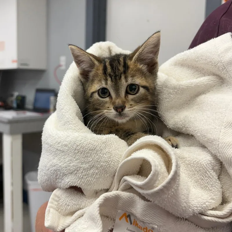 A baby small-sized male Brown / Chocolate Domestic Short Hair cat named Meatloaf for adoption in Spokane, WA