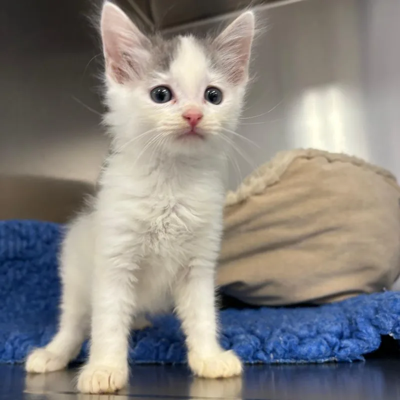 A baby small-sized male Gray / Blue / Silver Domestic Long Hair cat named Benny for adoption in North Branford, CT