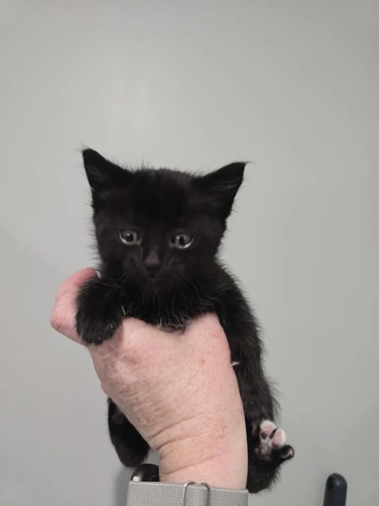 A baby small-sized female Domestic Short Hair cat named Boom Chocolatta for adoption in Wellington, KS