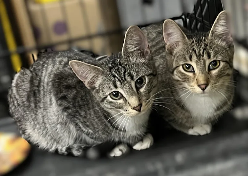 A young medium-sized male Domestic Short Hair cat named Opie for adoption in Shingletown, CA