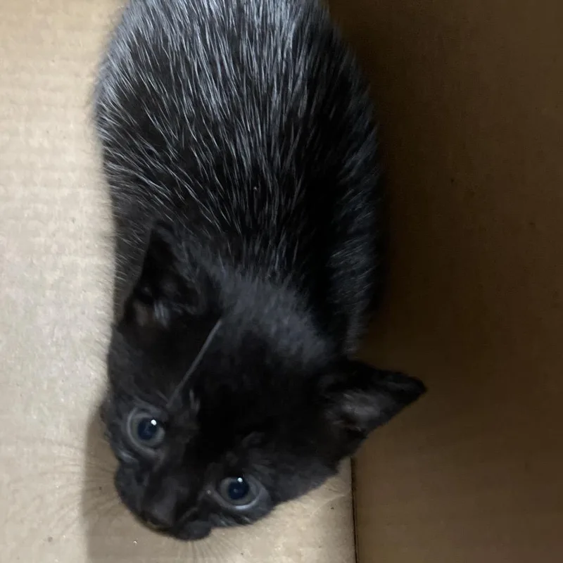 A baby small-sized female Black Domestic Short Hair cat named Gilda for adoption in Tampa, FL