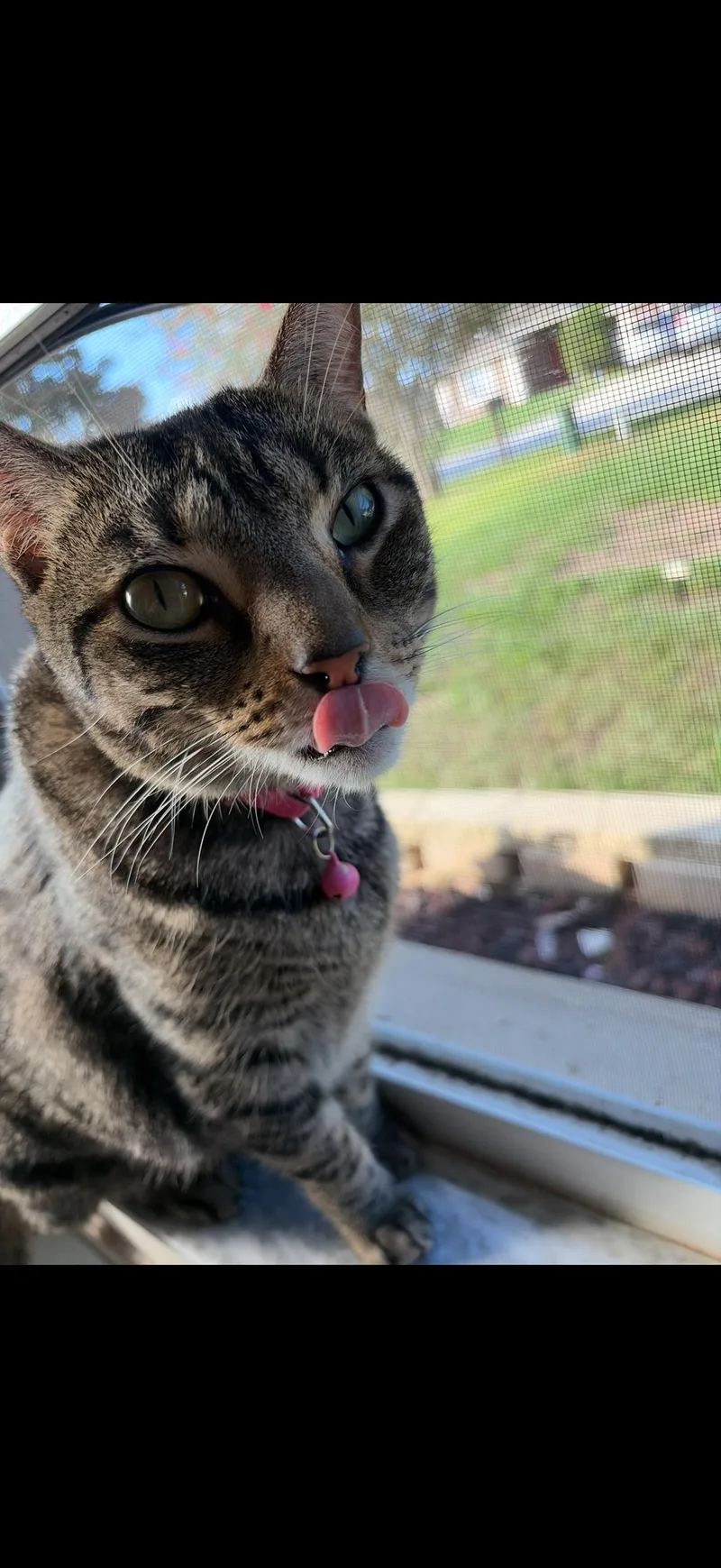 A young medium-sized female Tabby (Brown / Chocolate) Domestic Short Hair cat named Meo for adoption in Tavares, FL