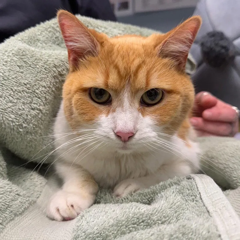 A senior medium-sized female Domestic Short Hair cat named Bailey for adoption in New Castle, DE