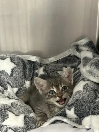 A baby small-sized male Gray / Blue / Silver Domestic Short Hair cat named Patty Pooh for adoption in Annapolis, MD