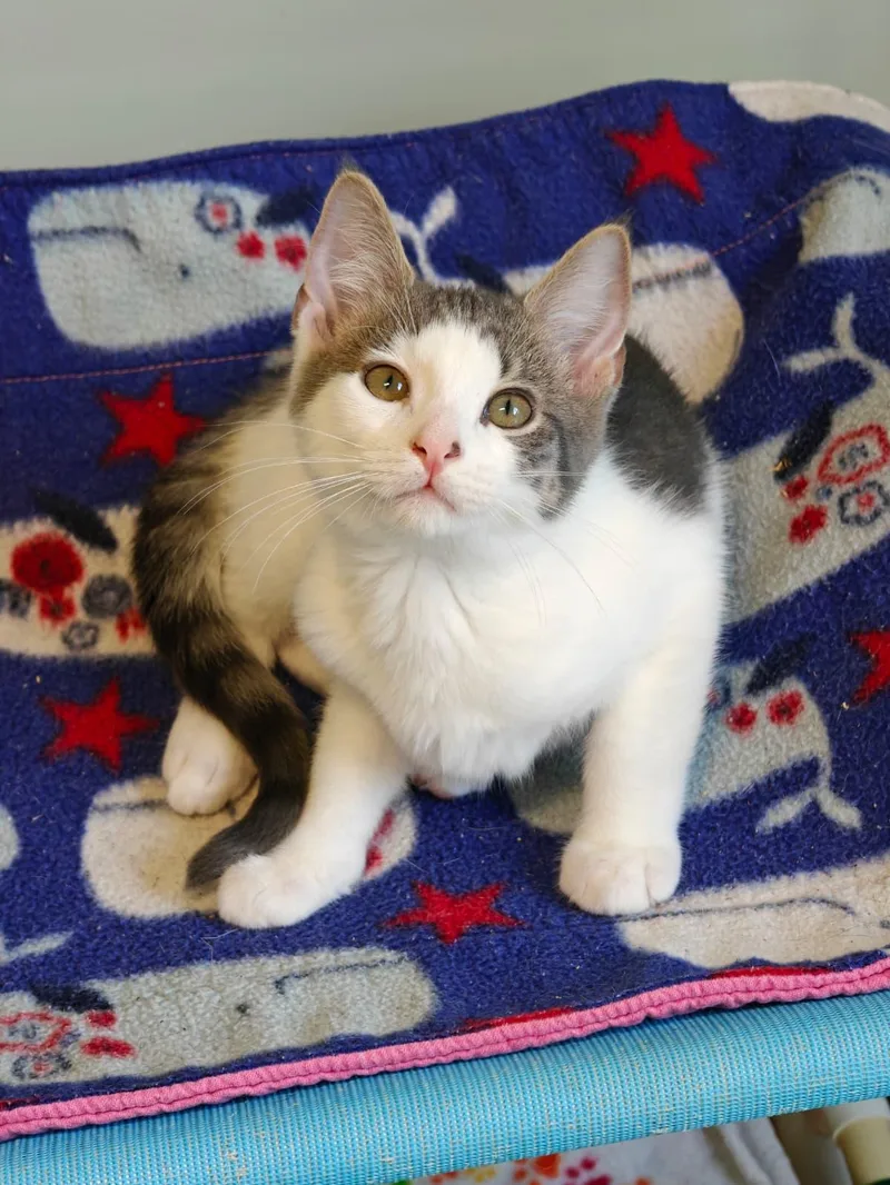 A baby small-sized male Black & White / Tuxedo Domestic Short Hair cat named Smith and Braeburn for adoption in New Britain, CT
