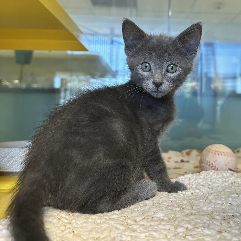 A baby small-sized male Gray / Blue / Silver Domestic Short Hair cat named Ghost for adoption in Abilene, TX