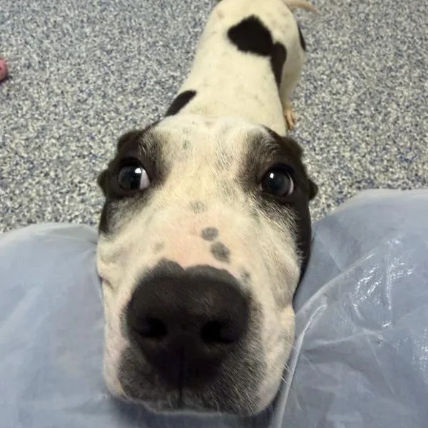 A young small-sized male White / Cream Boxer dog named Miltoncito for adoption in Greenville, SC