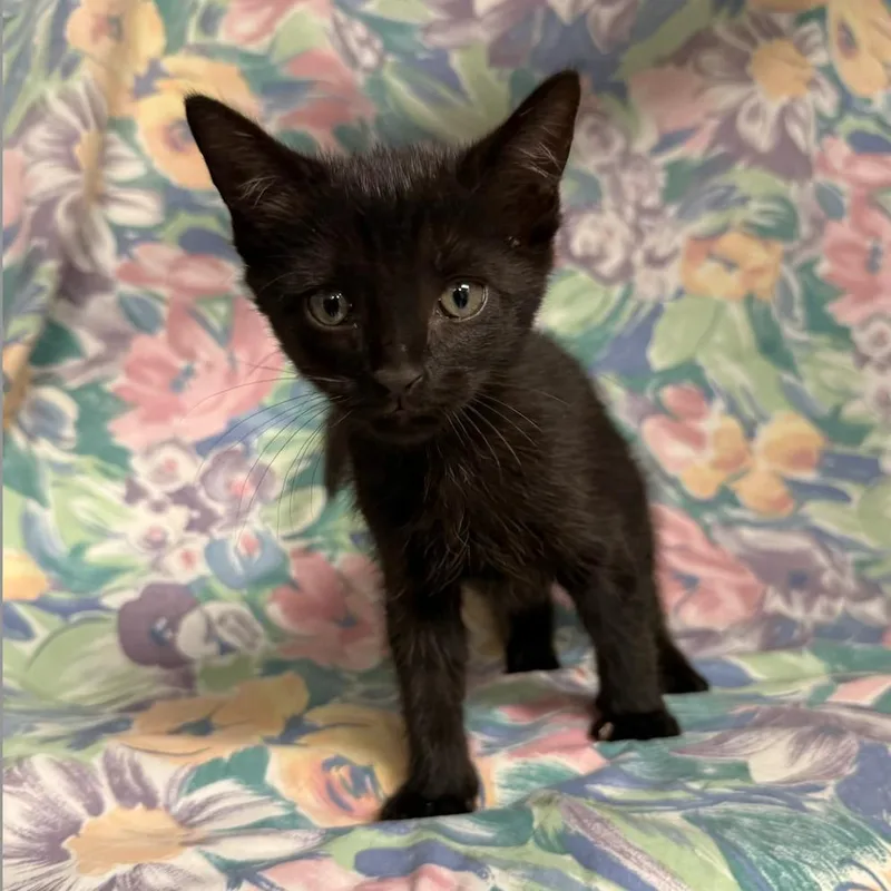 A baby small-sized male Black Domestic Short Hair cat named Prince for adoption in Midland, TX