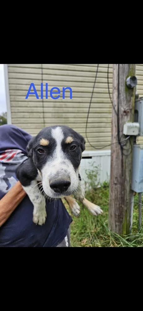 A baby large-sized male Black Great Pyrenees dog named Allen for adoption in Irwin, PA