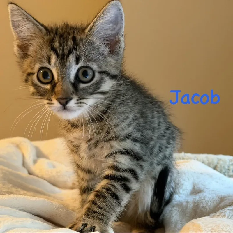 Jacob