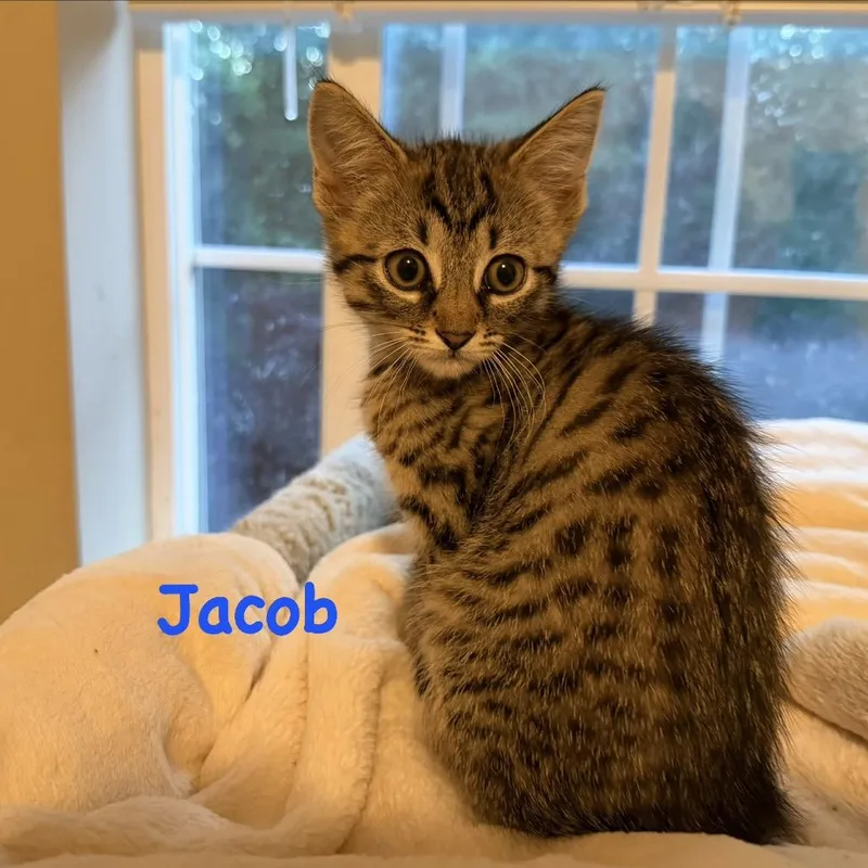 Jacob thumbnail 2