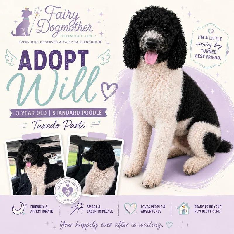 An adult medium-sized male Harlequin Standard Poodle dog named Will for adoption in Yukon, OK