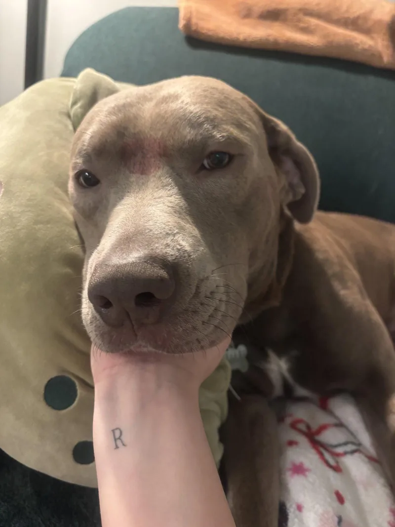 Baloo thumbnail 2