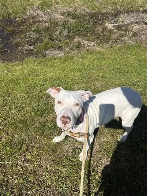 A young small-sized female Mixed Breed dog named Ayla for adoption in Fort Walton Beach, FL