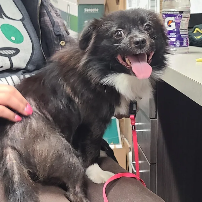An adult small-sized male Black Pomeranian dog named Dee Dee for adoption in Oak Park, IL