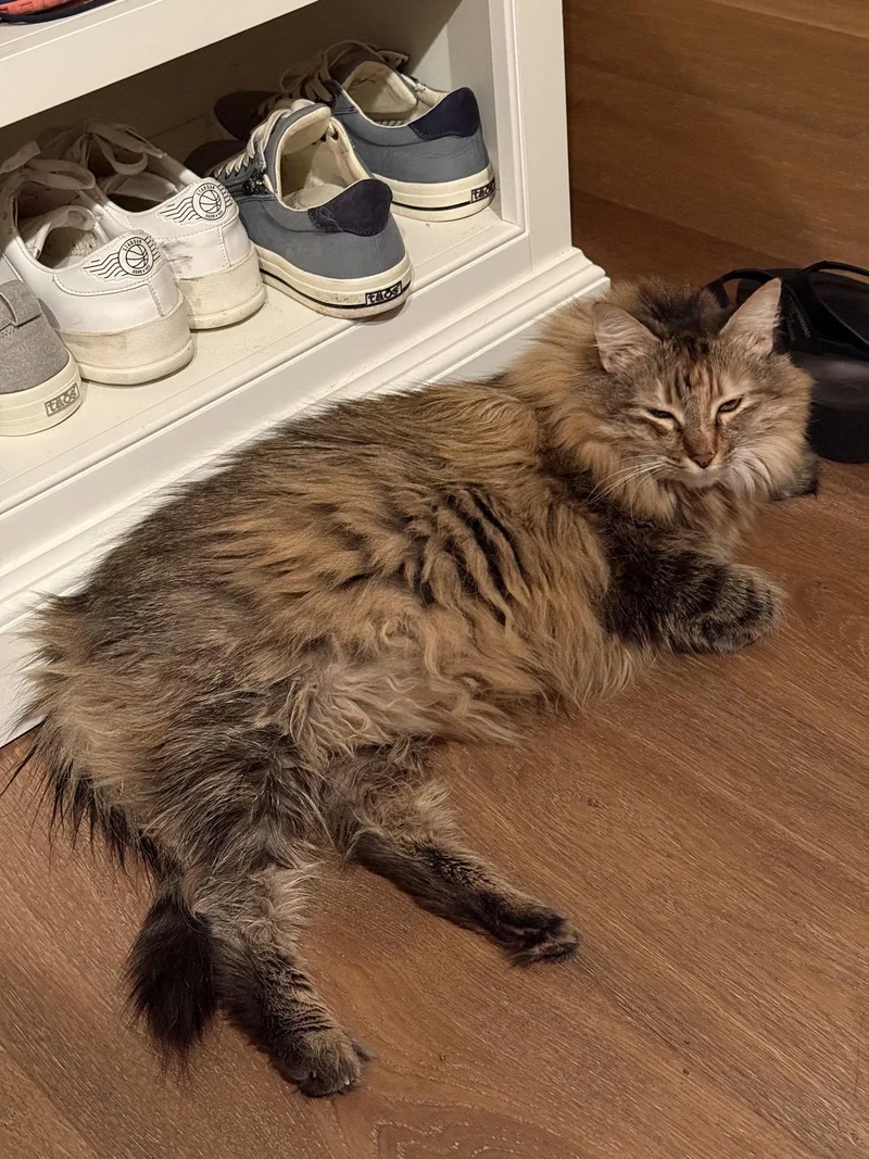 A senior medium-sized female Tortoiseshell cat named Sadie for adoption in danville, CA