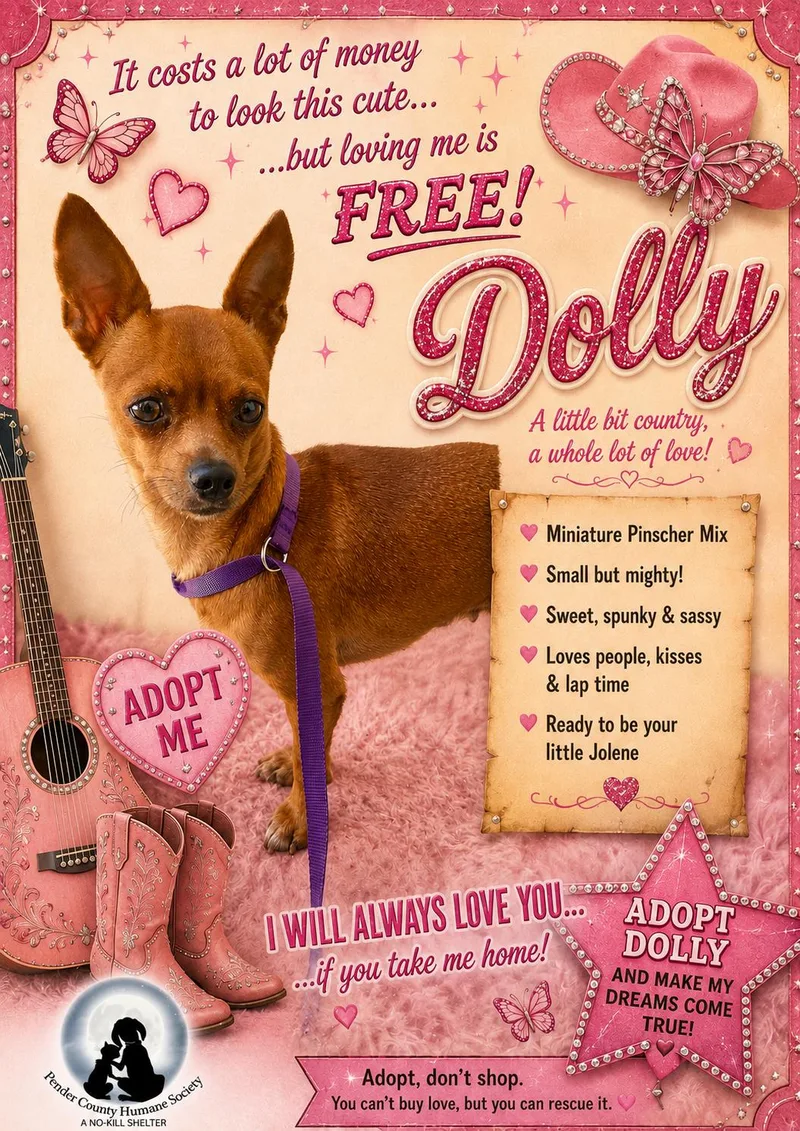 An adult small-sized female Red / Chestnut / Orange Chihuahua dog named Dolly for adoption in Burgaw, NC