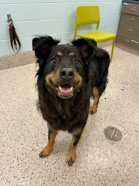 An adult large-sized female Australian Shepherd dog named Remy for adoption in Brighton, CO