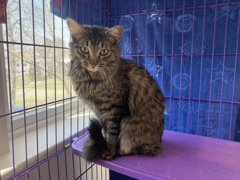 An adult medium-sized female Tabby (Brown / Chocolate) Domestic Medium Hair cat named Isa for adoption in Salisbury, MA
