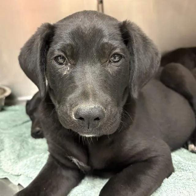 Puppy