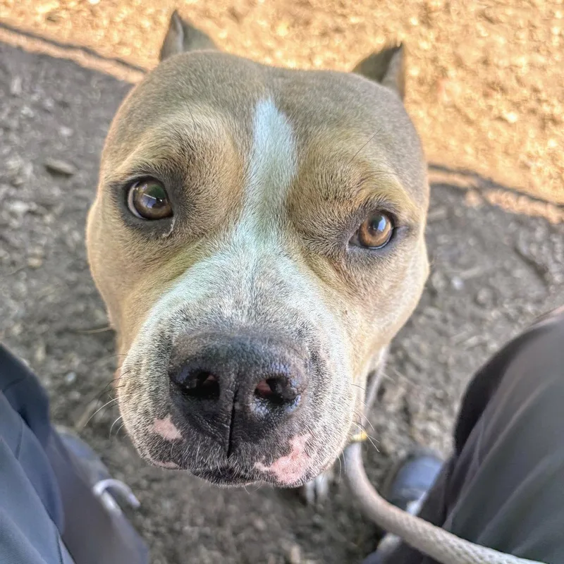 A young medium-sized female Pit Bull Terrier dog named Madera for adoption in Oakland, CA
