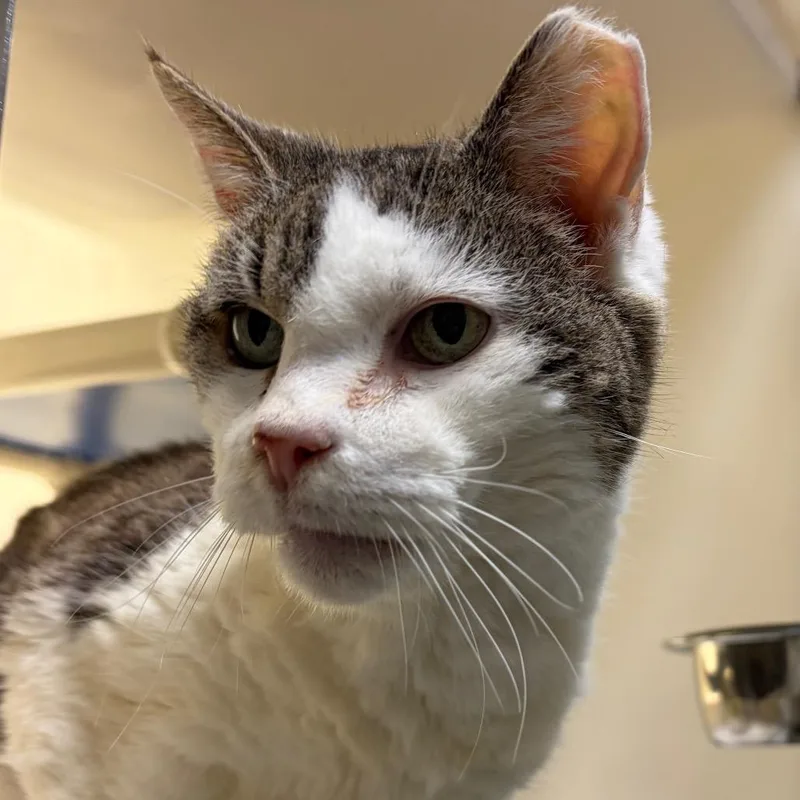 A senior medium-sized male Brown / Chocolate Domestic Short Hair cat named Bertie for adoption in Harrisonburg, VA