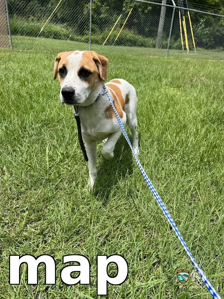 A baby medium-sized male Pit Bull Terrier dog named Map for adoption in Rocky Mount, NC
