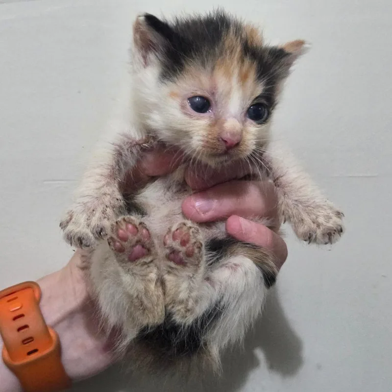 A baby medium-sized female Calico Domestic Short Hair cat named Pecan for adoption in Chattanooga, TN